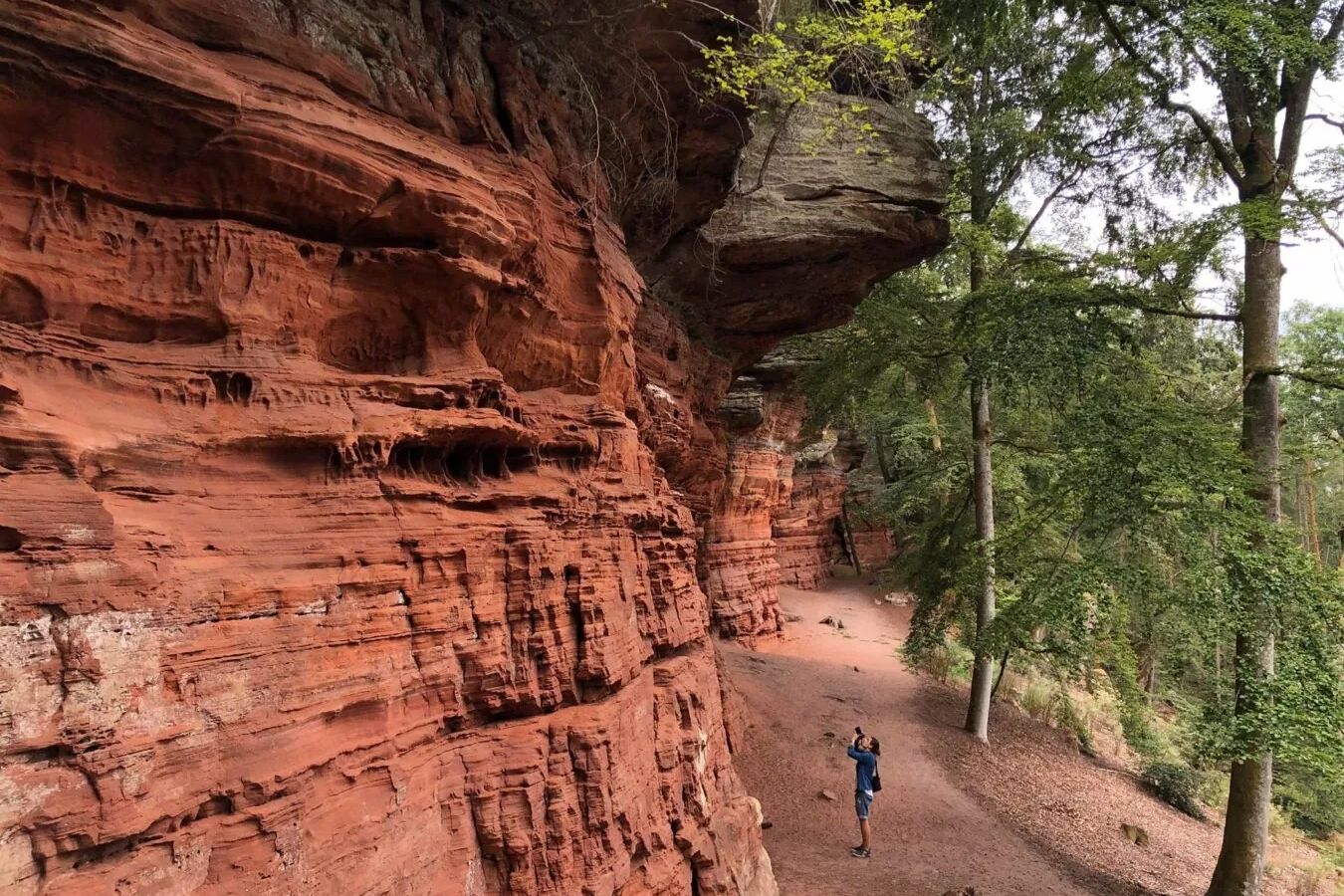 Paysage naturel du Pays de Bitche dans les Vosges du Nord